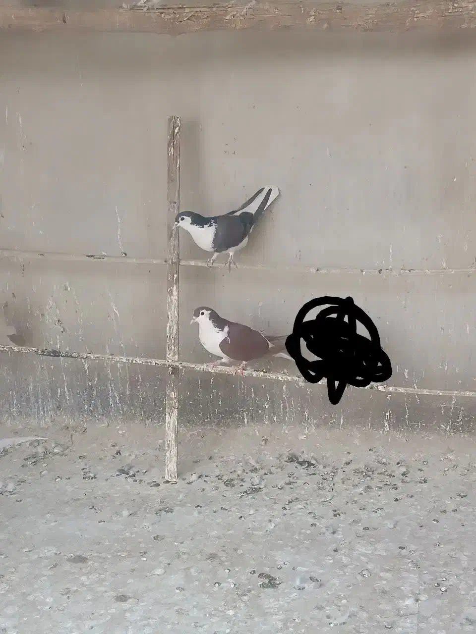 کفتر نقش. و پرشی|پرنده|یزد, |دیوار