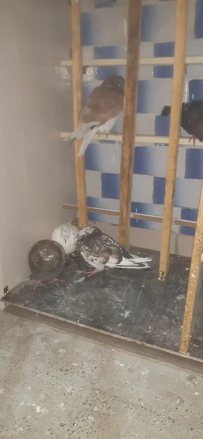 کفتر دونه ای ۲۰۰|پرنده|رباط‌کریم, رباط‌کریم|دیوار