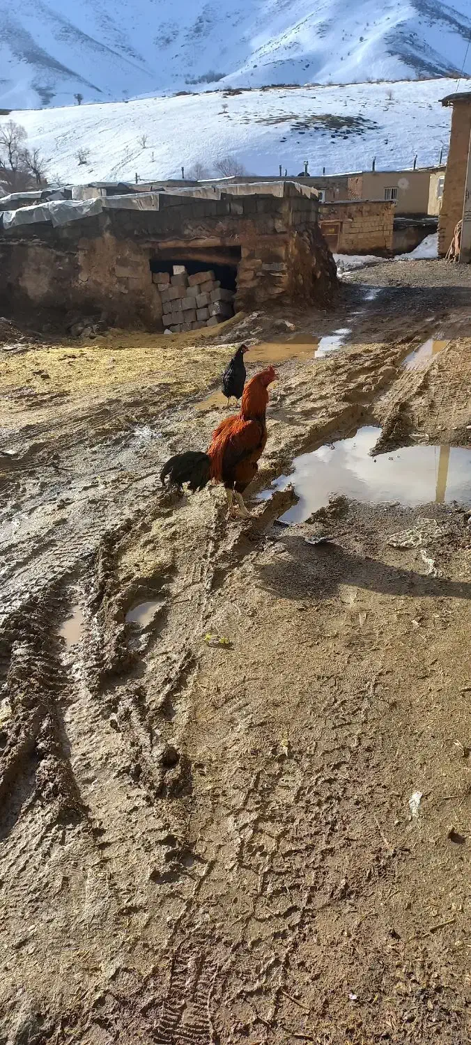 خروس لاری|حیوانات مزرعه|امام, |دیوار