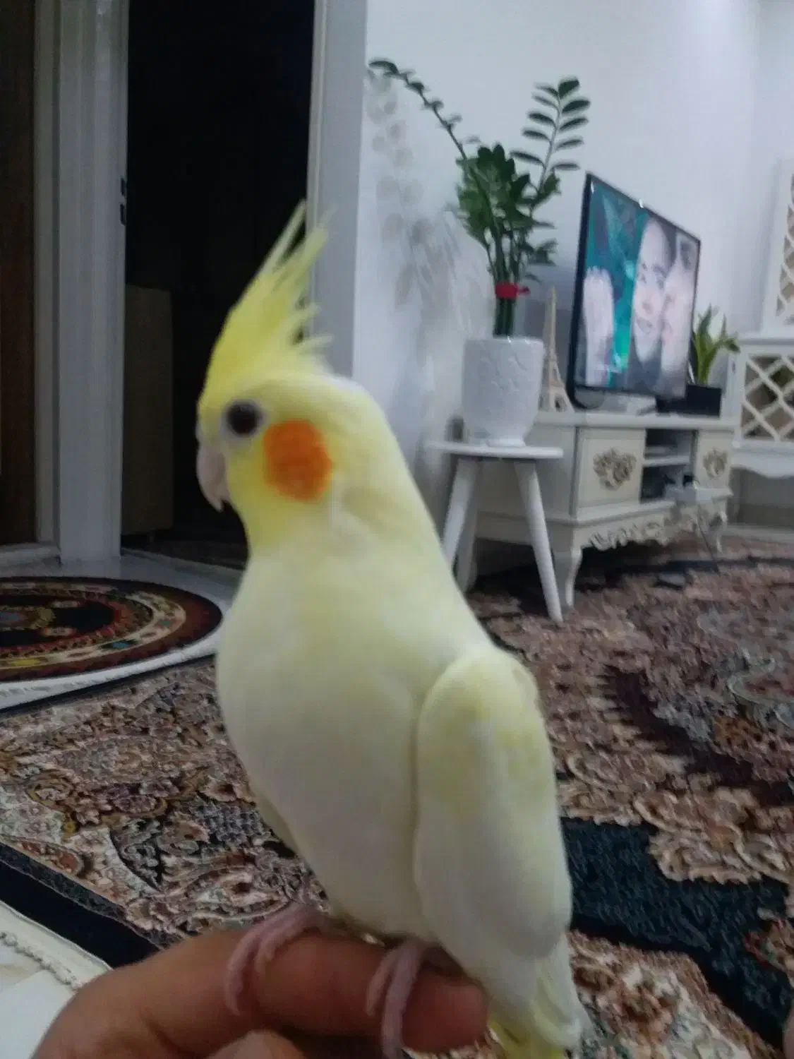 عروس هلندی کشیده جنسیت (نر)|پرنده|فردوسیه, |دیوار