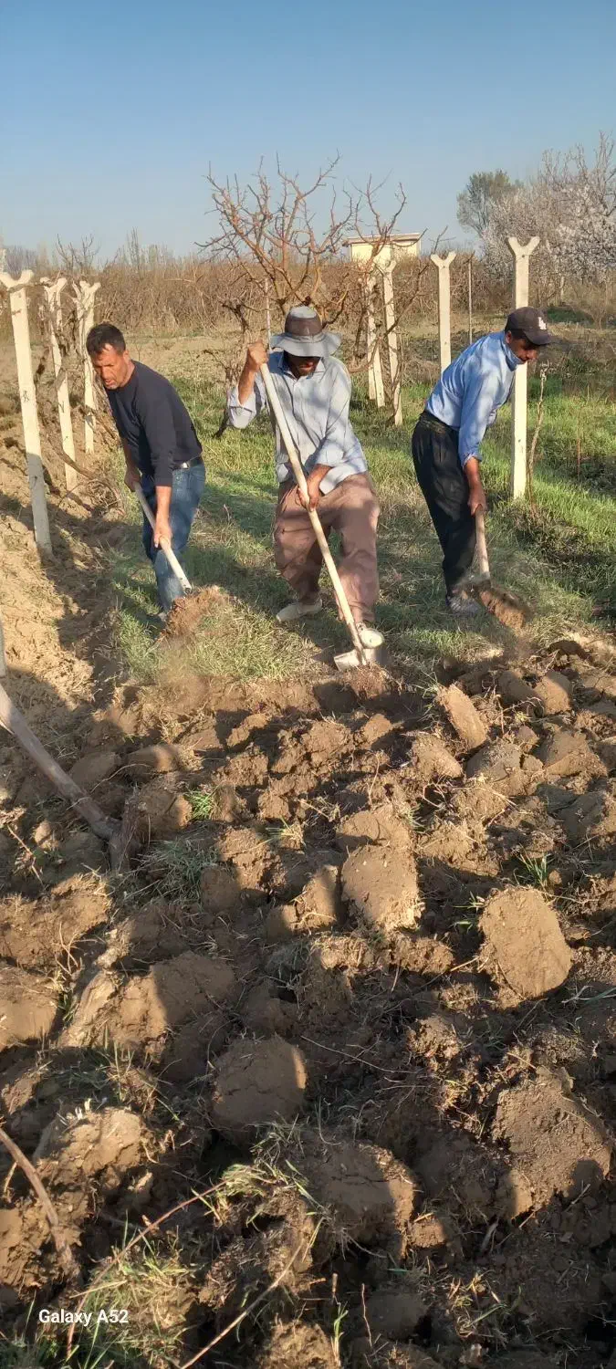 کارگر بیل زنی باغ و باغبانی|خدمات باغبانی و درختکاری|ارومیه, |دیوار