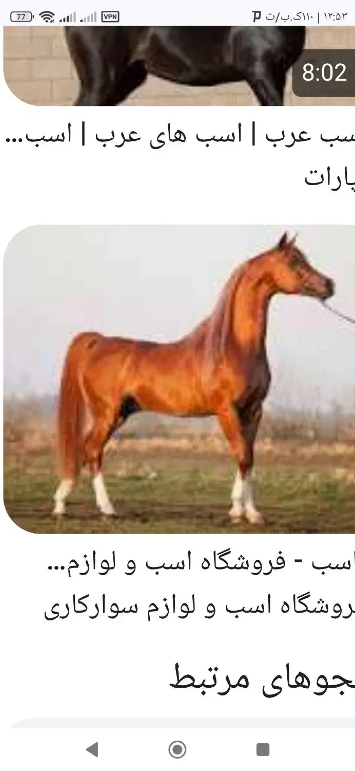 اسب پیداشده|حیوانات|خمین, |دیوار