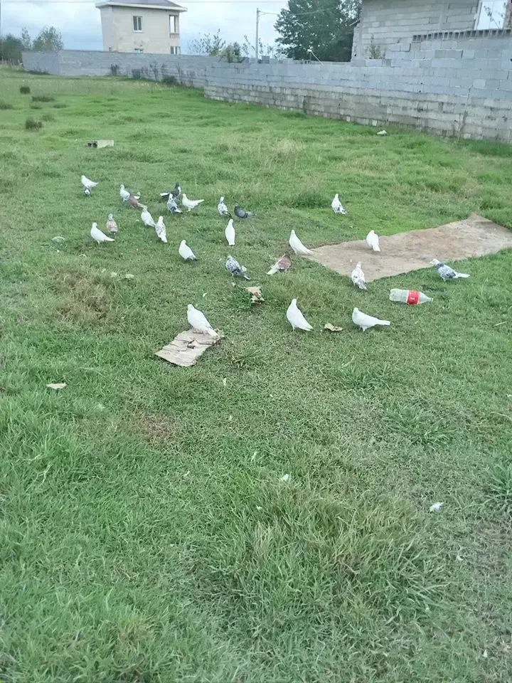 کبوتر پروازی|پرنده|رشت, حومه رشت|دیوار