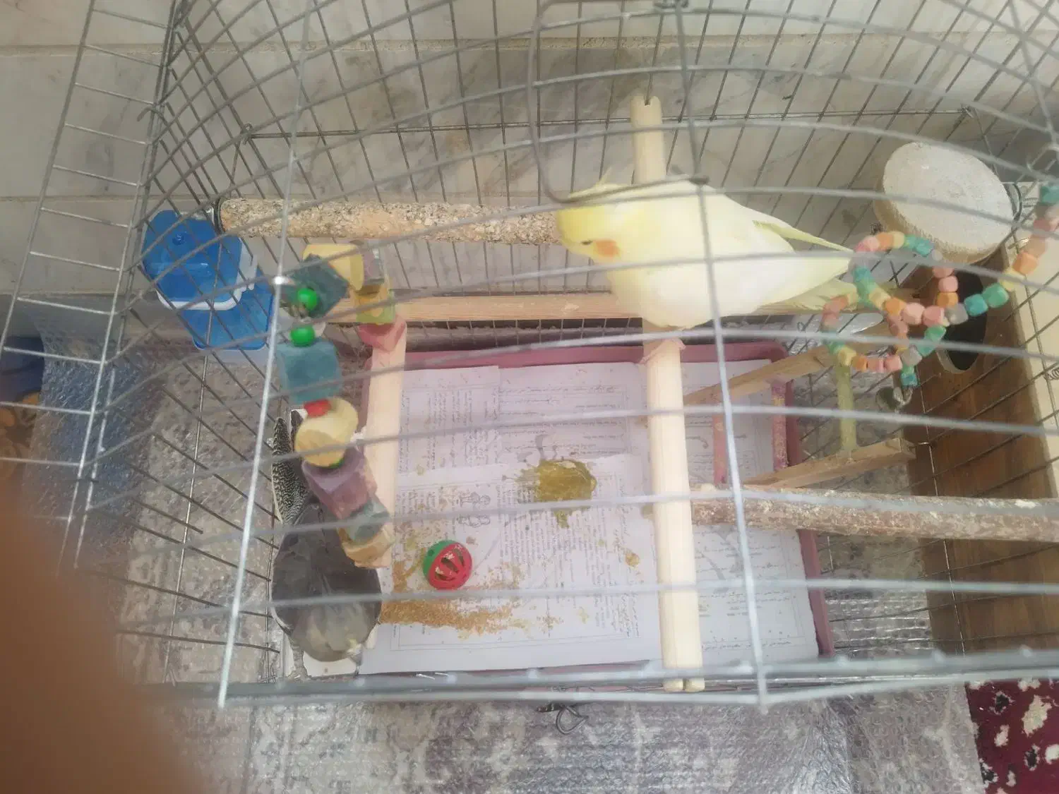 عروس هلندی|پرنده|شهریار, کهنز|دیوار