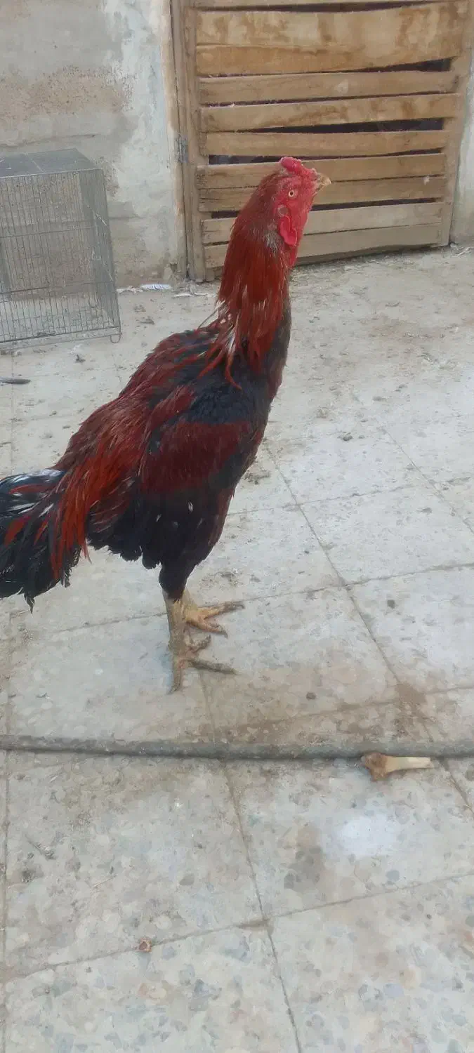 خروس لاری|حیوانات مزرعه|خمینیشهر, |دیوار