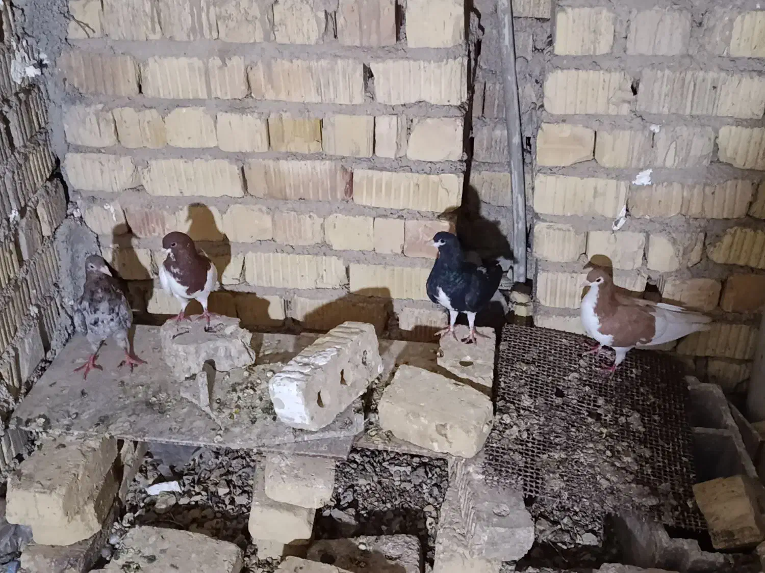 کفتر|پرنده|شیراز, کفترک|دیوار