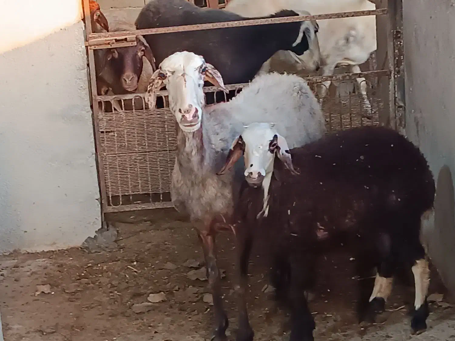 گوسفند ور مار و نر شال تخمی|حیوانات مزرعه|قائم‌شهر, |دیوار