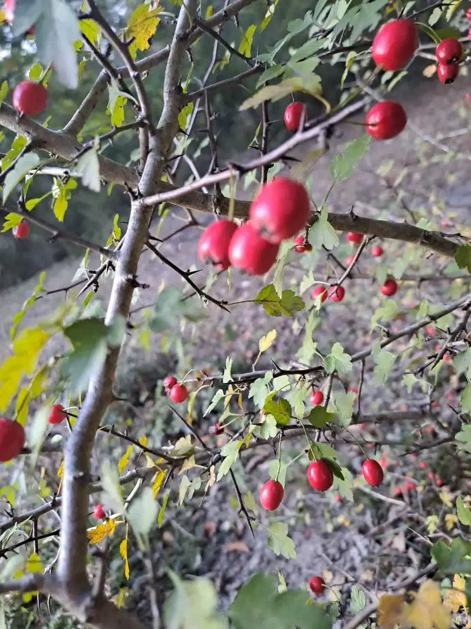 علاج بیماری زگیل تناسلی|آرایشی، بهداشتی، درمانی|قائم‌شهر, |دیوار