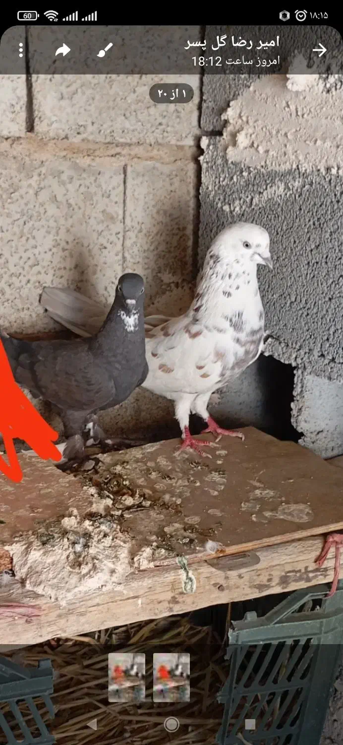 کبوتر|پرنده|ایلخچی, |دیوار