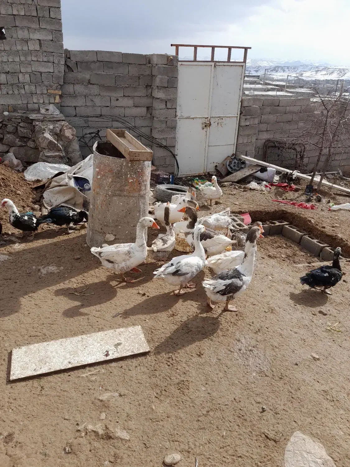 حیوانات|حیوانات مزرعه|هشترود, |دیوار