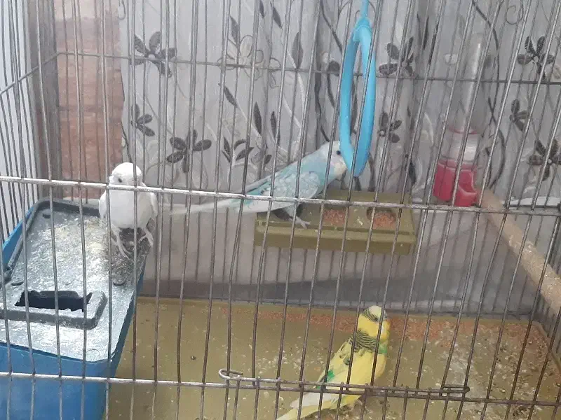 مرغ عشق|پرنده|شیراز, شهرک مهدیآباد|دیوار