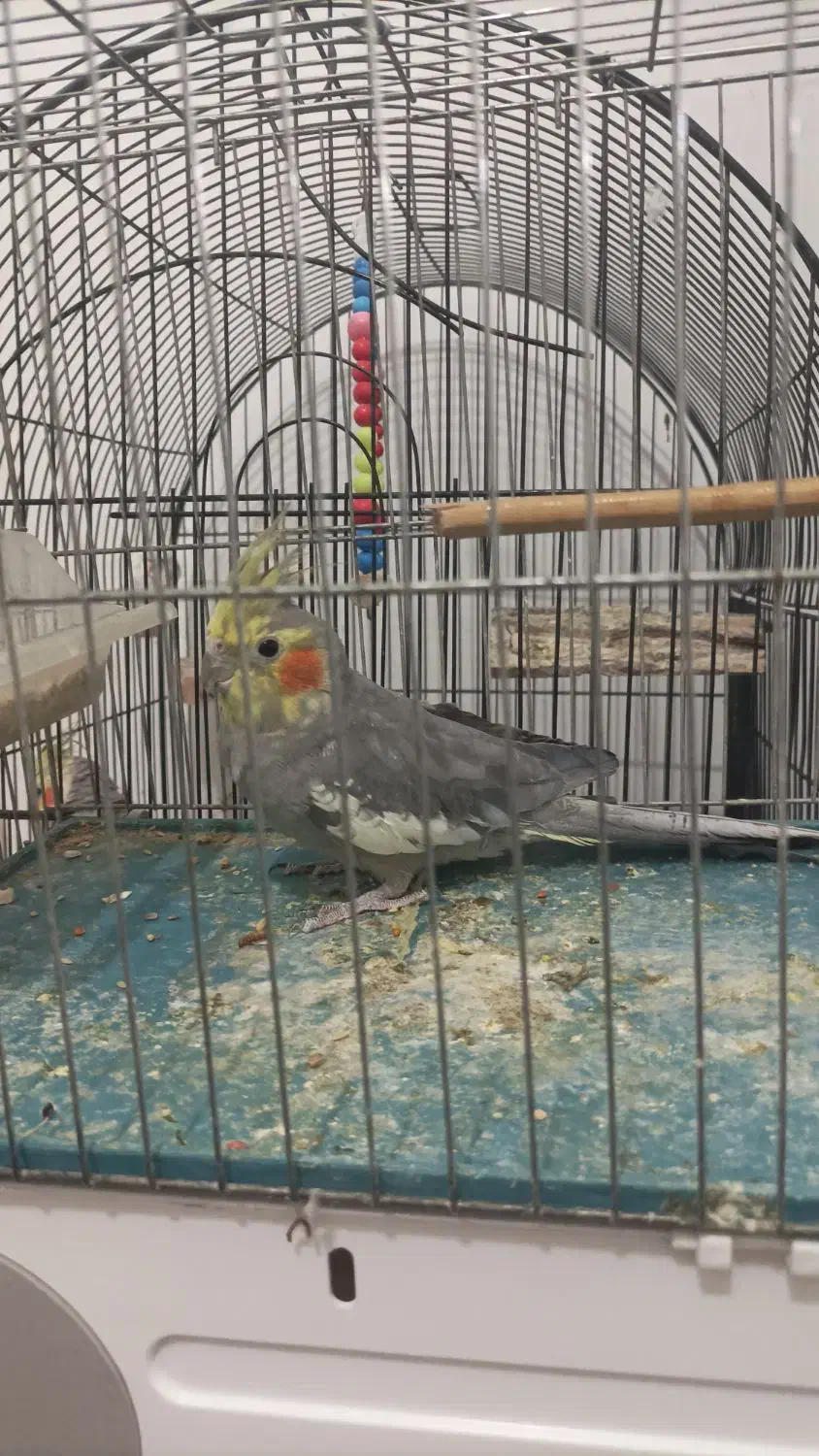 عروس هلندی|پرنده|جوانرود, |دیوار