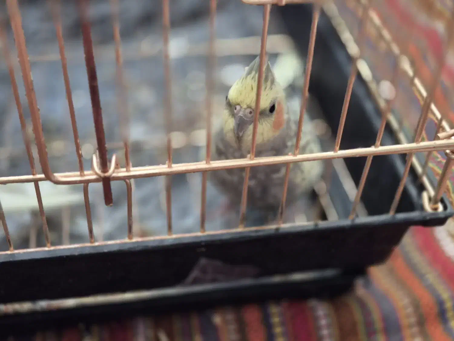 عروس هلندی ماده مست|پرنده|اسلامآباد غرب, |دیوار