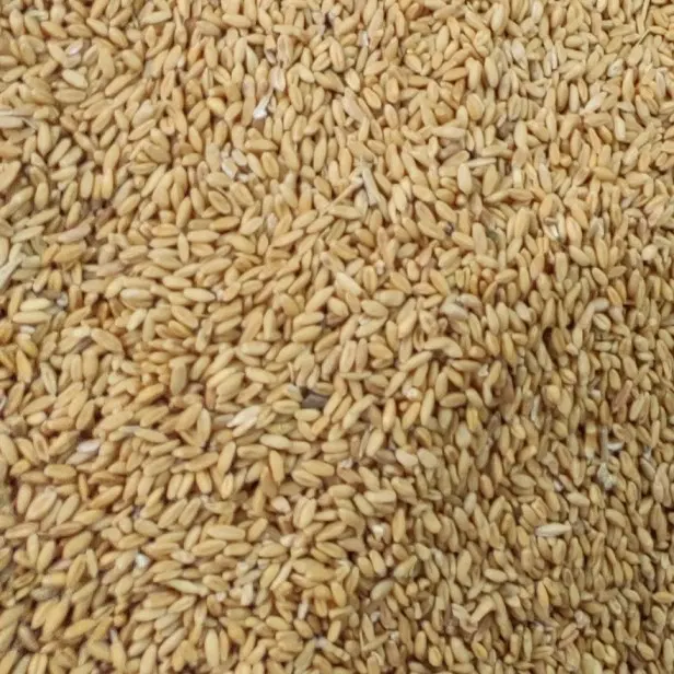 گندم|خدمات باغبانی و درختکاری|اهواز, الهائی|دیوار