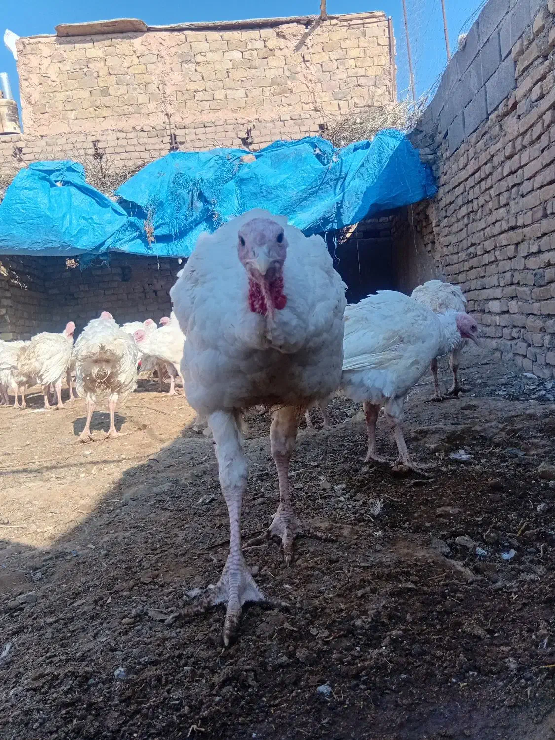 بوقلمون گوشتی|حیوانات مزرعه|سبزوار, کلاته سیفر|دیوار