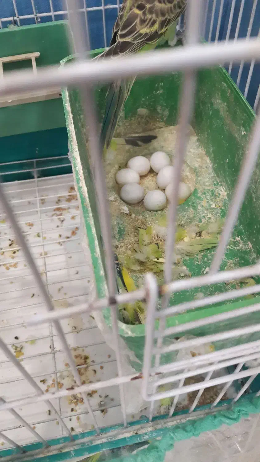 یک جفت مرغ عشق با تخم  قفس|پرنده|الیگودرز, |دیوار