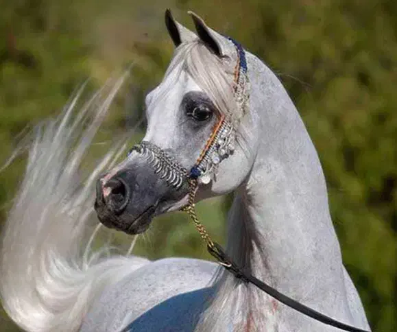 اسب عرب مصری|اسب و تجهیزات اسبسواری|زنجان, |دیوار