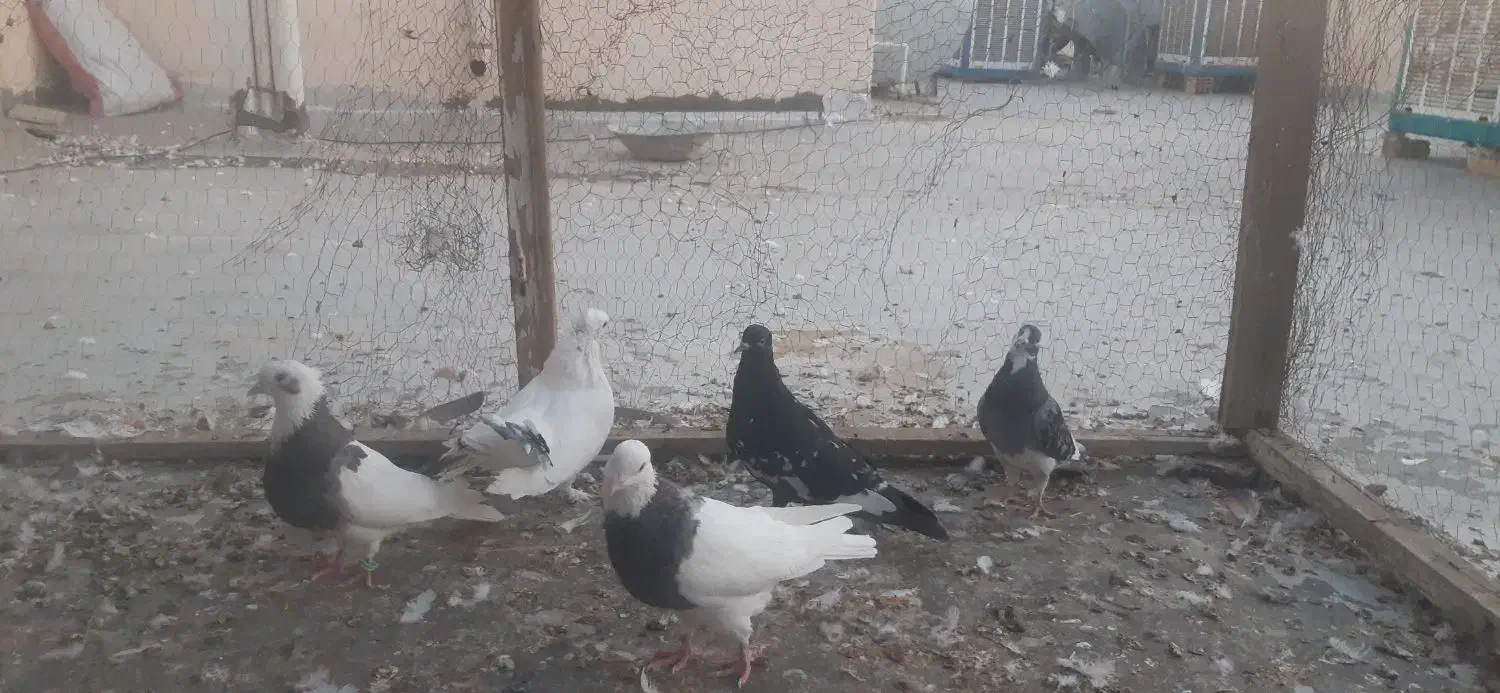 پرنده.کبوتر|پرنده|شاهین‌شهر, شهرک هشت بهشت|دیوار