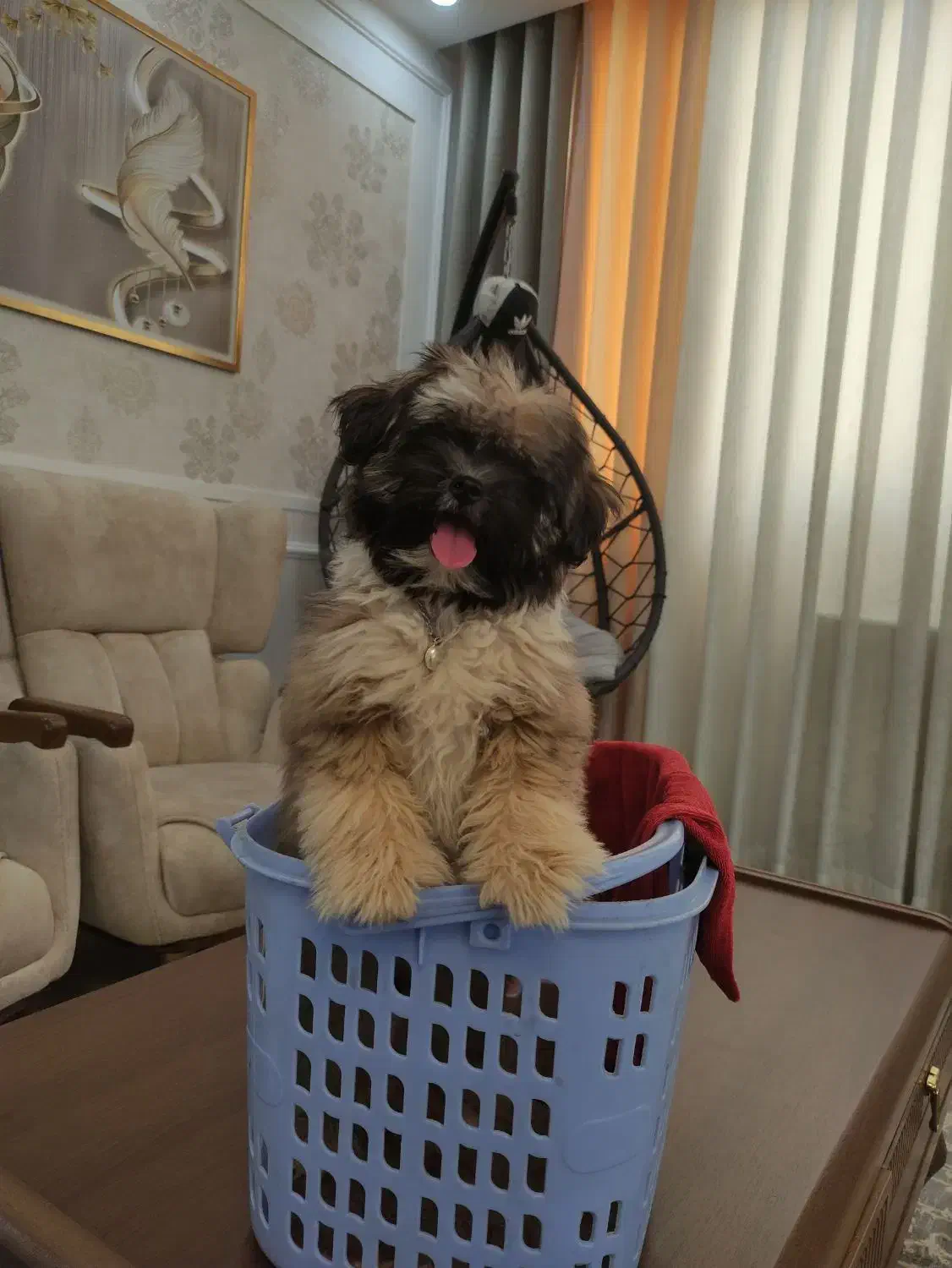 سگ بازی گوش مهربون|سگ|قم, نیروگاه|دیوار