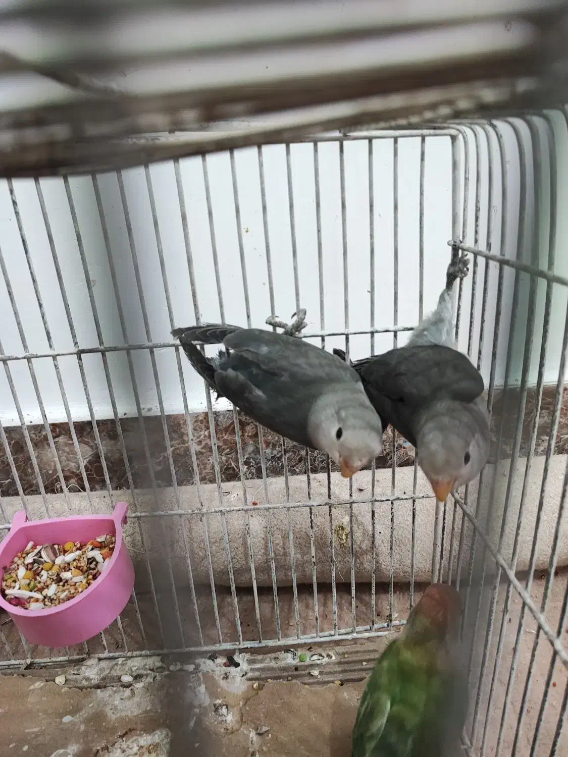 3عدد فیشر رنگ خاص|پرنده|آبادان, |دیوار