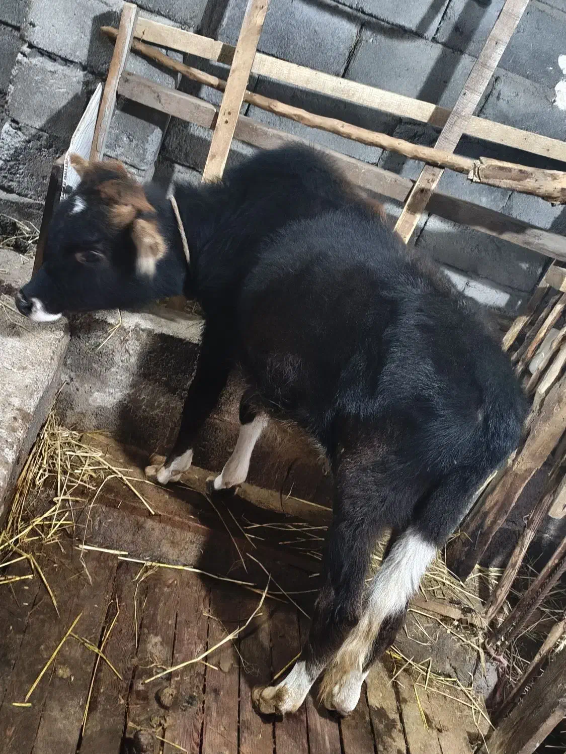 فروش ورزا|حیوانات مزرعه|لشت نشا, |دیوار