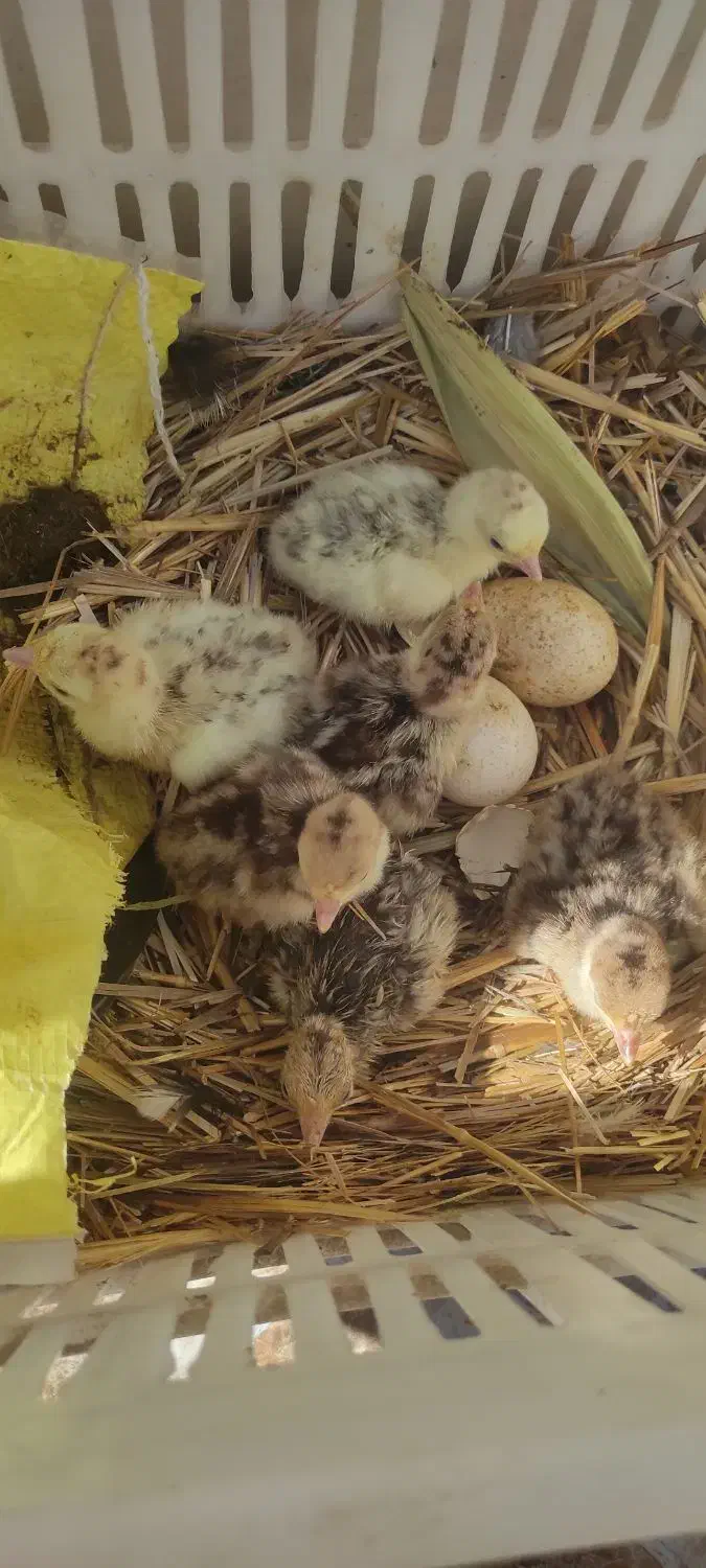 جوجه بوقلمون|حیوانات مزرعه|بهبهان, |دیوار