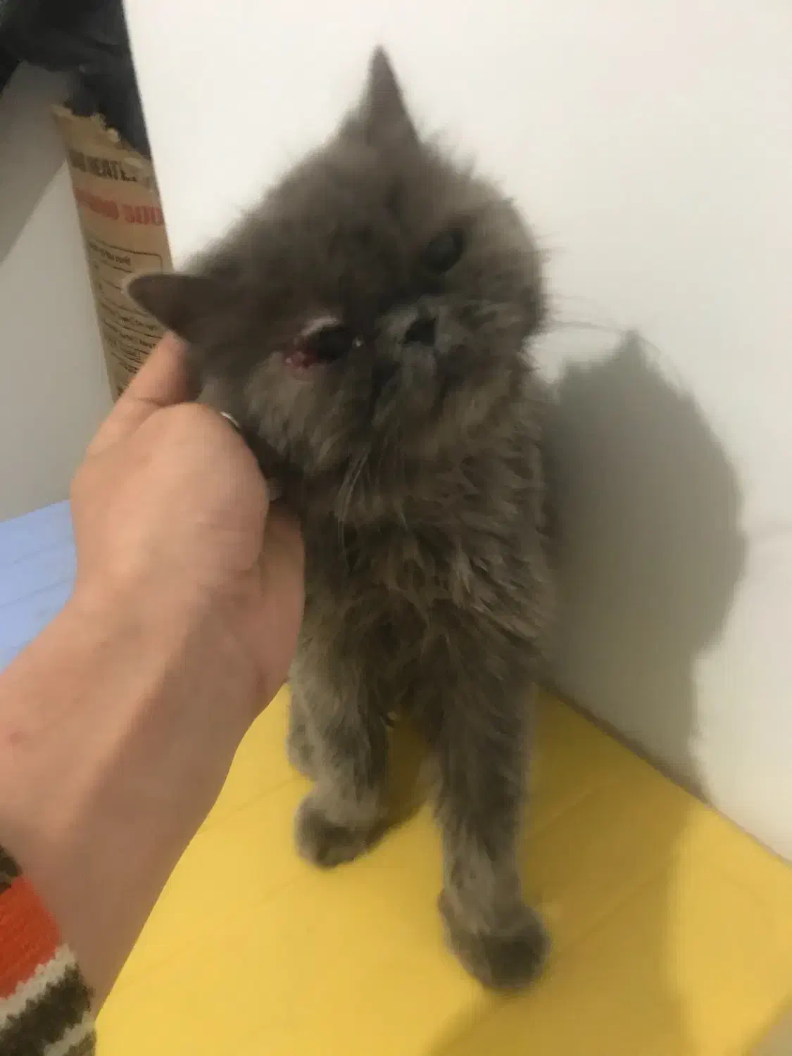 گربه پرشین ۳ تومن|گربه|تهران, گلستان (شهرک راه آهن)|دیوار