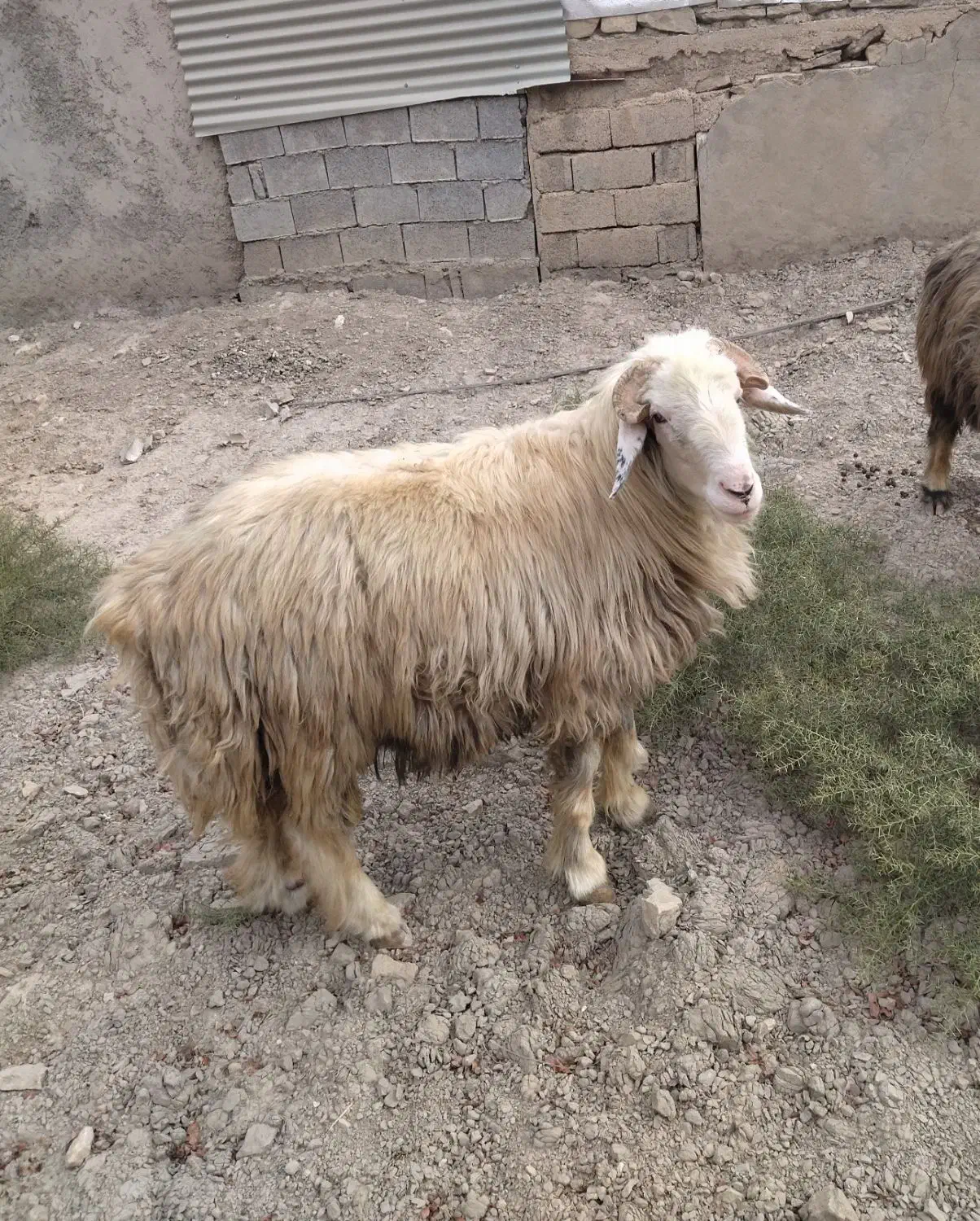 قوچ|حیوانات مزرعه|ارم, |دیوار