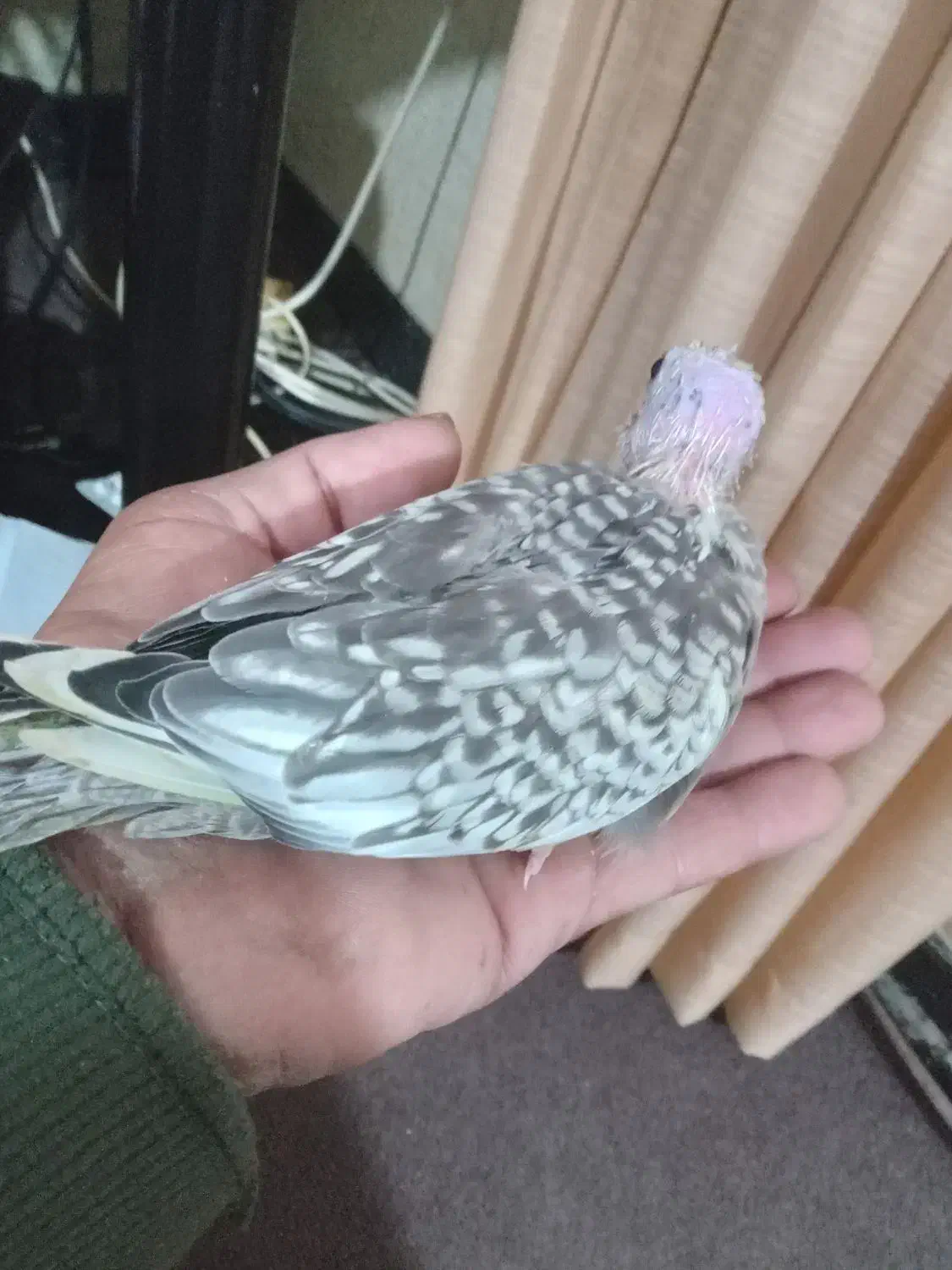 جوجه عروس هلندی سرلاکی کاملا سالم سرحال|پرنده|ساری, |دیوار