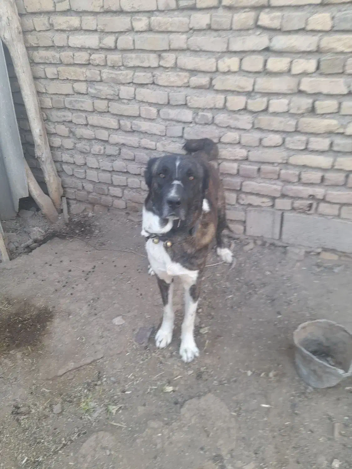 سگ فروشی|سگ|زاوه, |دیوار