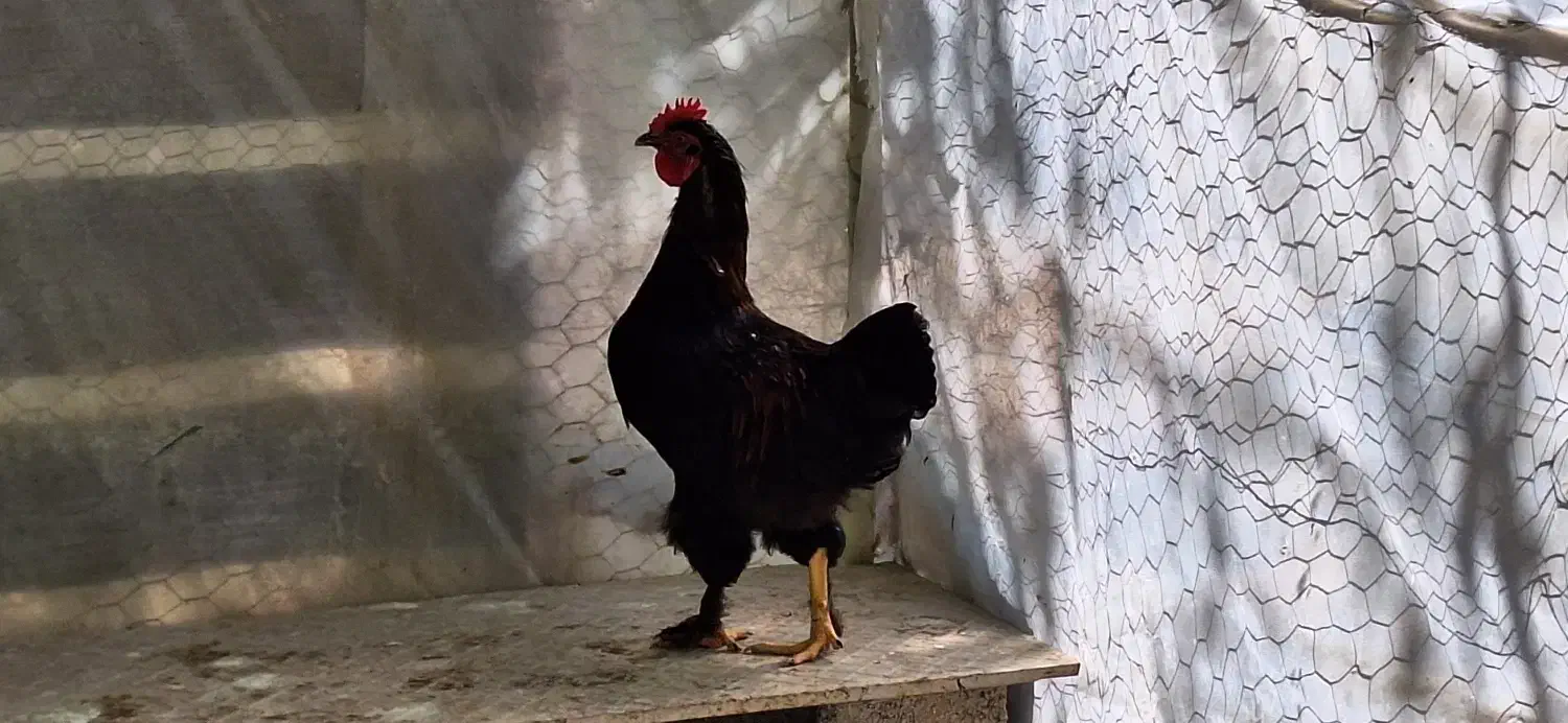 دو عدد خروس پاپری|حیوانات مزرعه|ابریشم, |دیوار