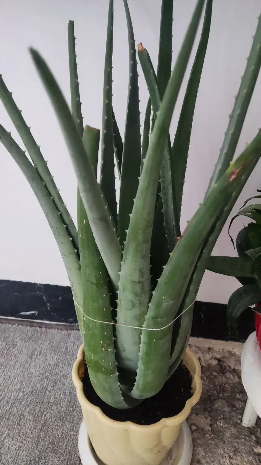 گل هایه زیبا|گل و گیاه طبیعی|جوانرود, |دیوار