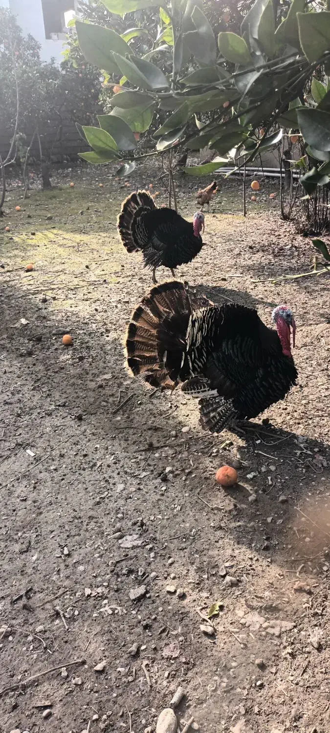 بوقلمون|حیوانات مزرعه|نوشهر, |دیوار