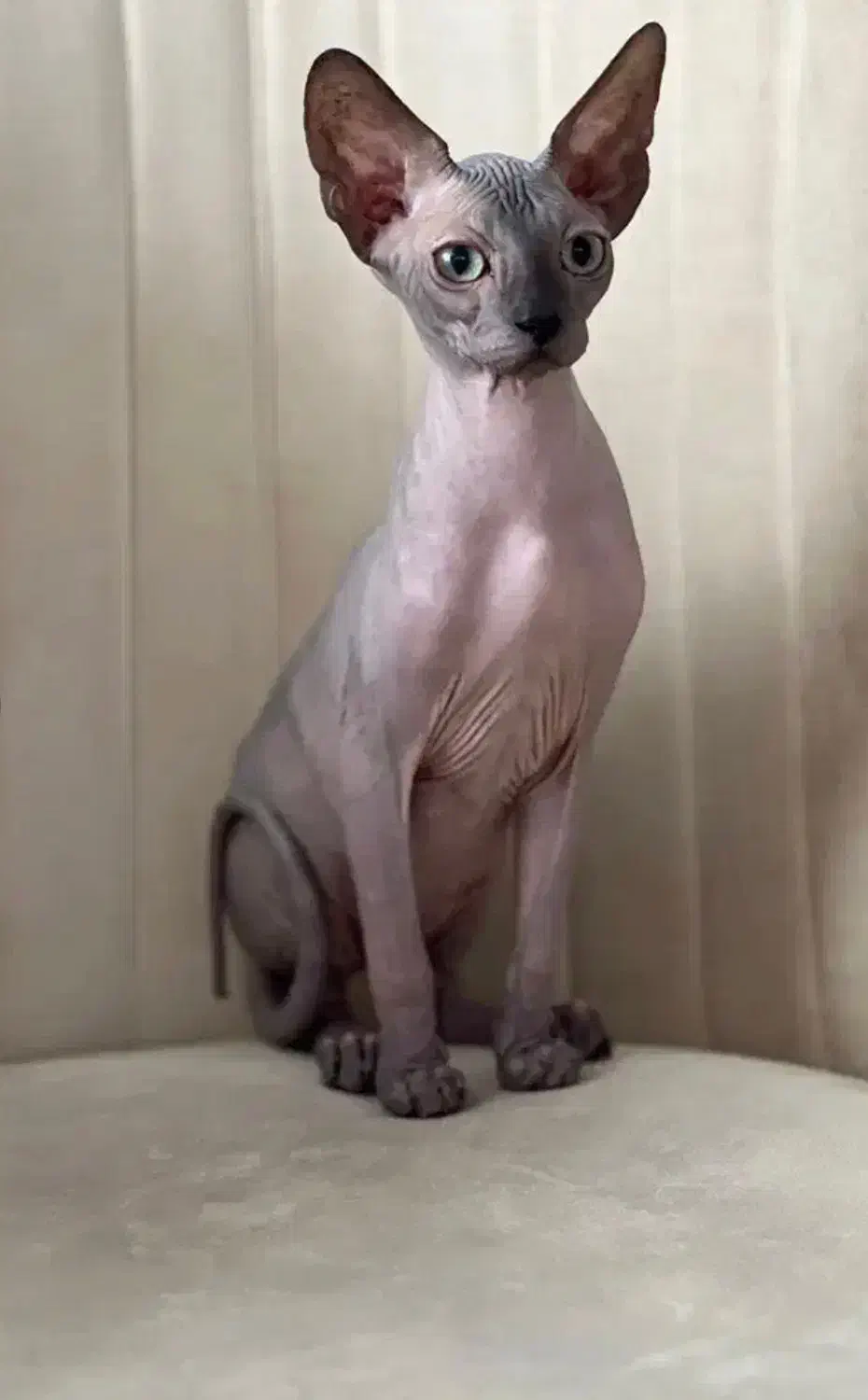 گربه اسفینیکس نر|گربه|چهارباغ, |دیوار