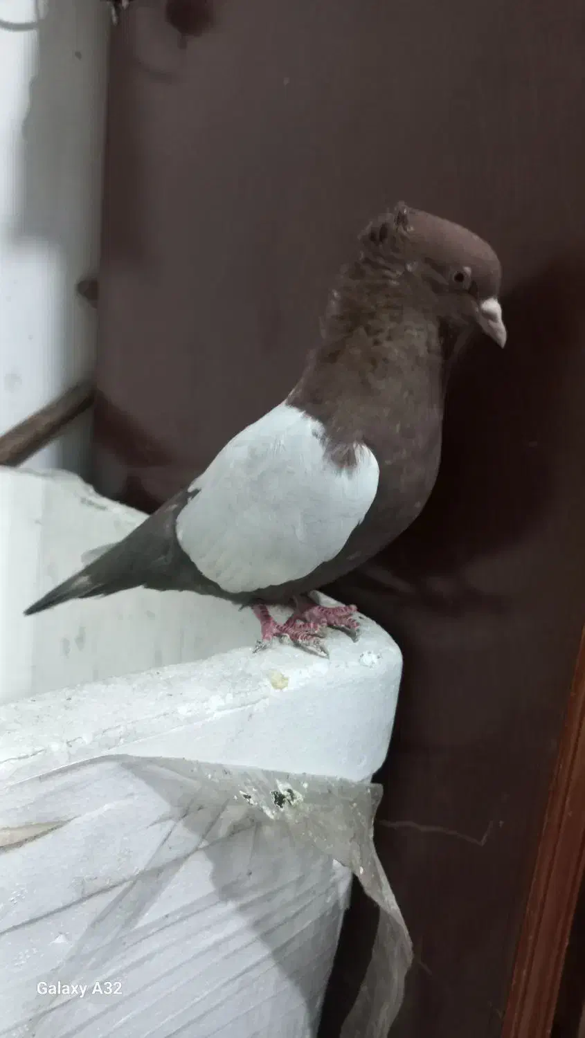 نرماده سرته سیاه وقهوی|پرنده|بروجرد, |دیوار