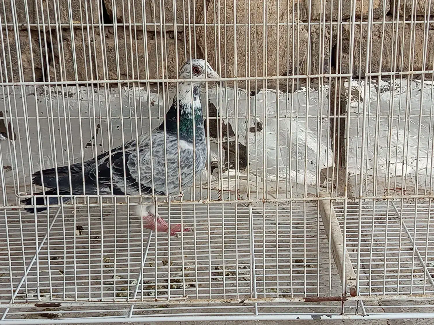 آلمانی نر|پرنده|بجنورد, |دیوار