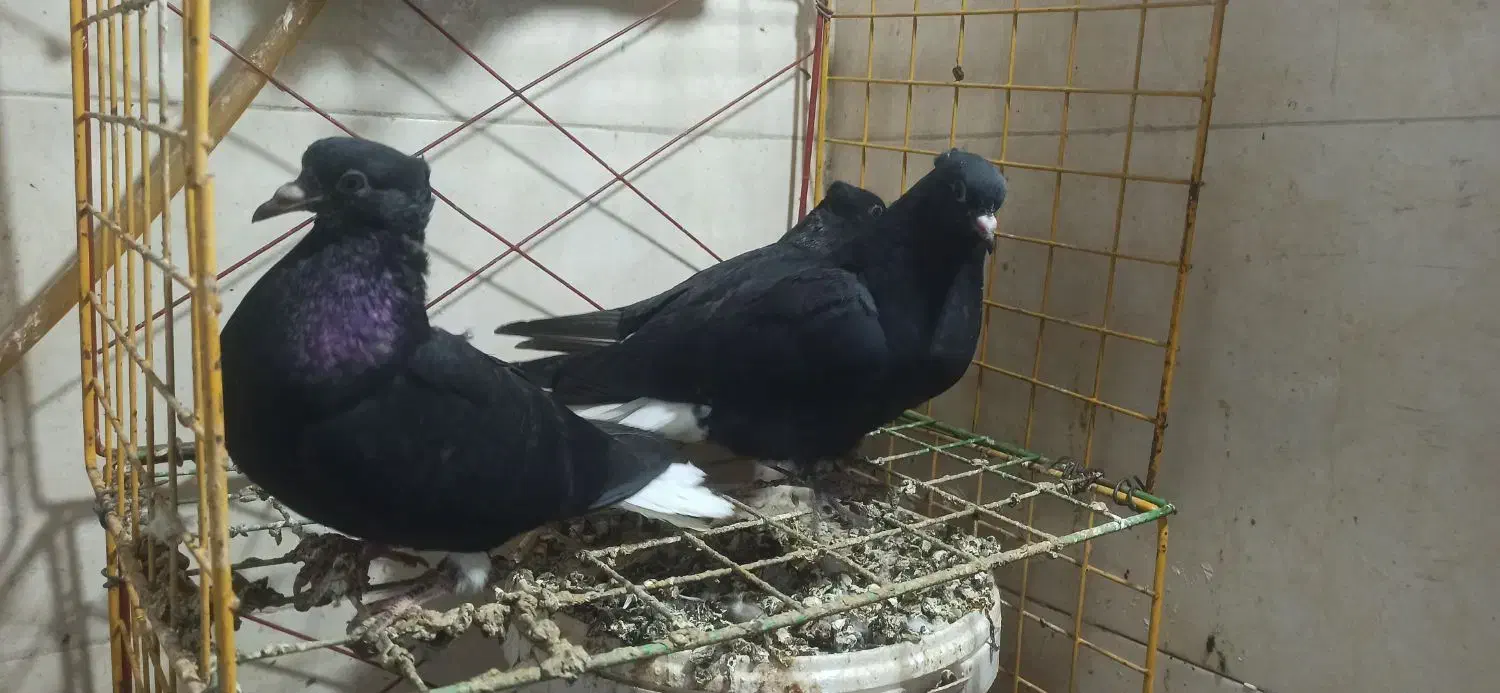 جوجه اشعل|پرنده|آبادان, |دیوار