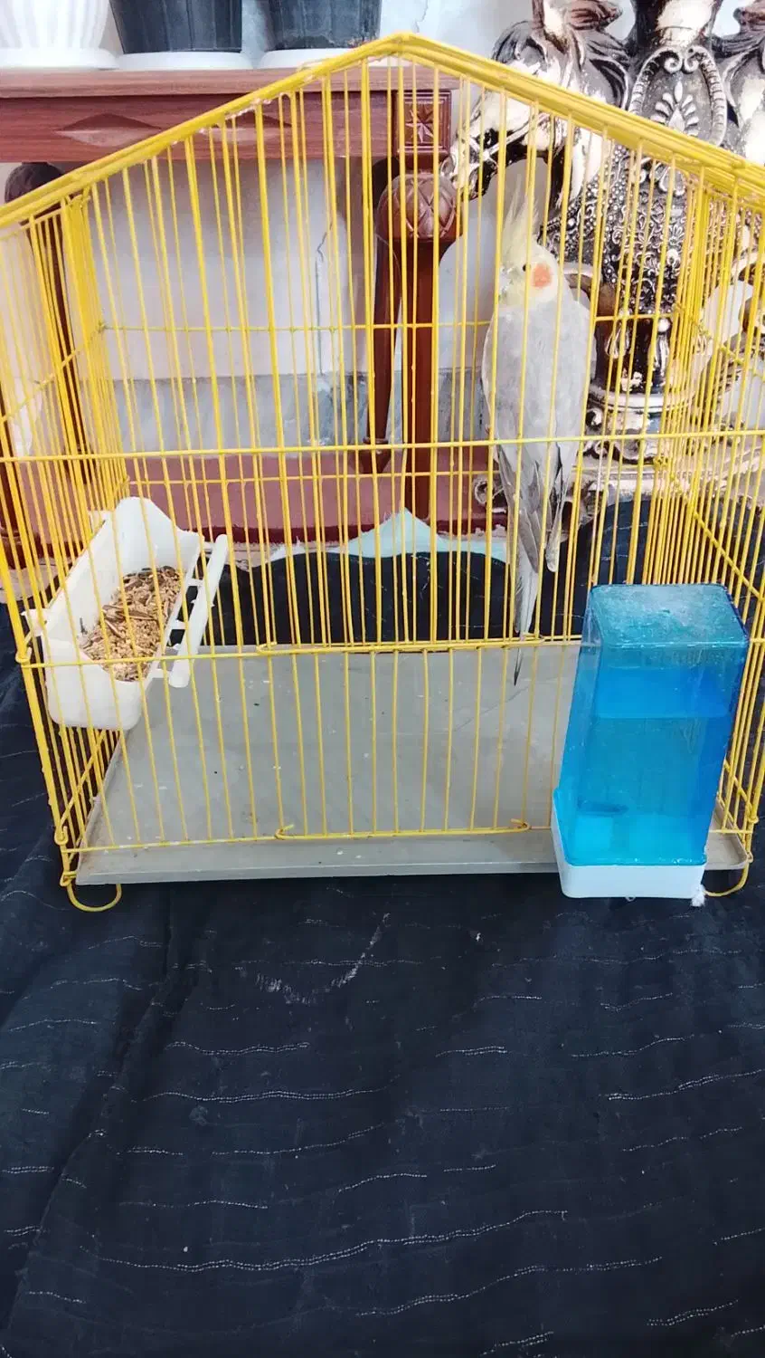 عروس هلندی شیطون|پرنده|گرمسار, |دیوار