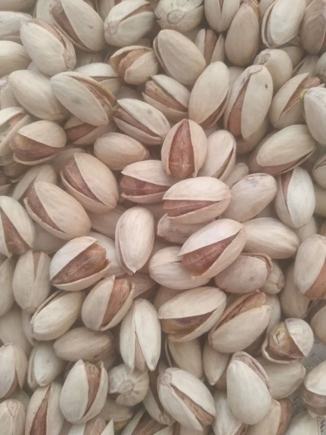 پسته حسن عباسی و احمدآقایی|خوردنی و آشامیدنی|قم, شهرک سازمان آب|دیوار