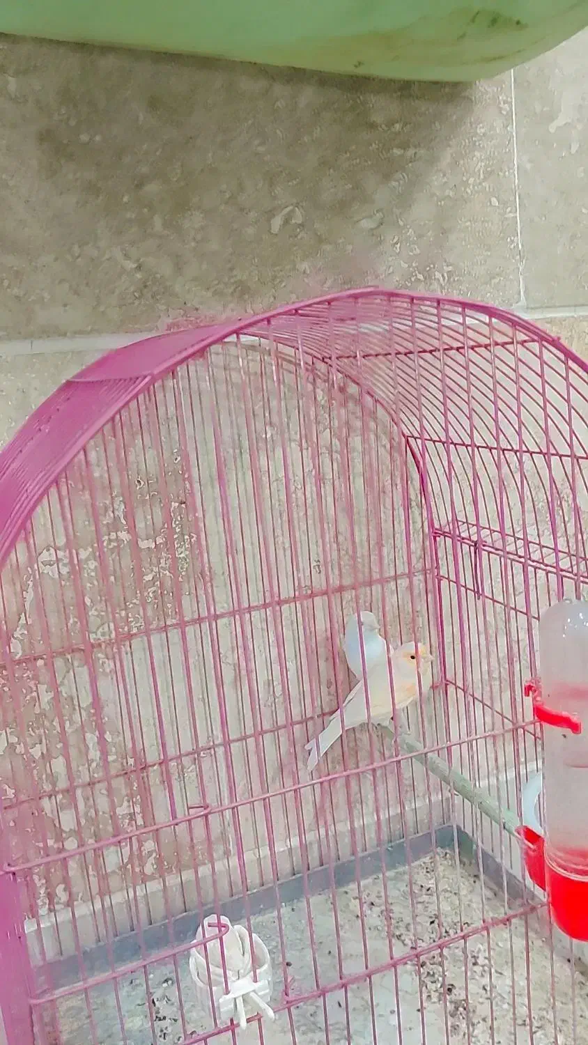 قناری موزاییکی|پرنده|بروجرد, |دیوار