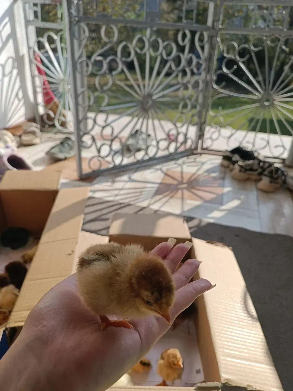 جوجه گلپایگان یک روزه بدون تلفات تضمینی|حیوانات مزرعه|ماسال, |دیوار