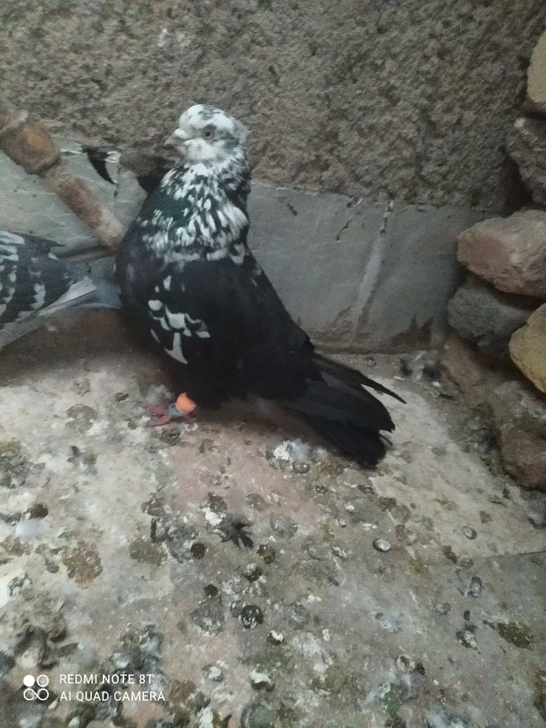 کفتر کبوتر گم شده|حیوانات|مشهد, ایثار|دیوار