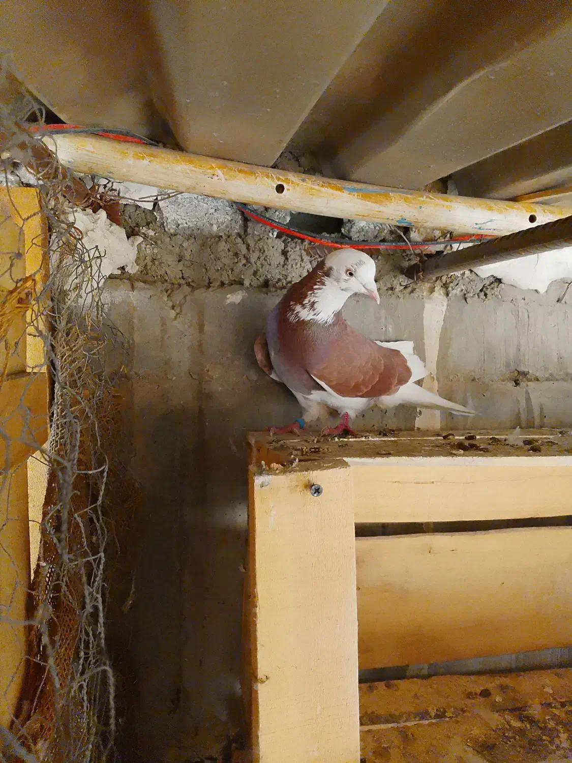 کفتر|پرنده|تهران, سردارجنگل|دیوار