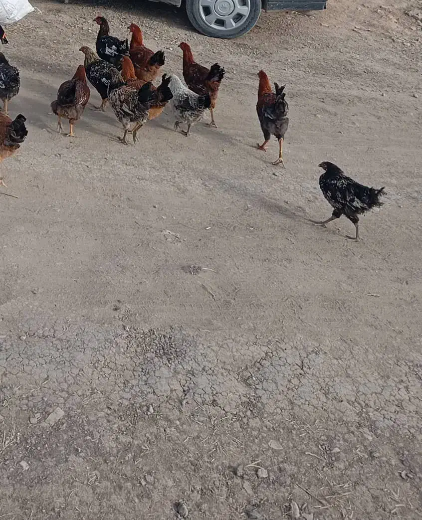 خروس|حیوانات مزرعه|ماکو, |دیوار