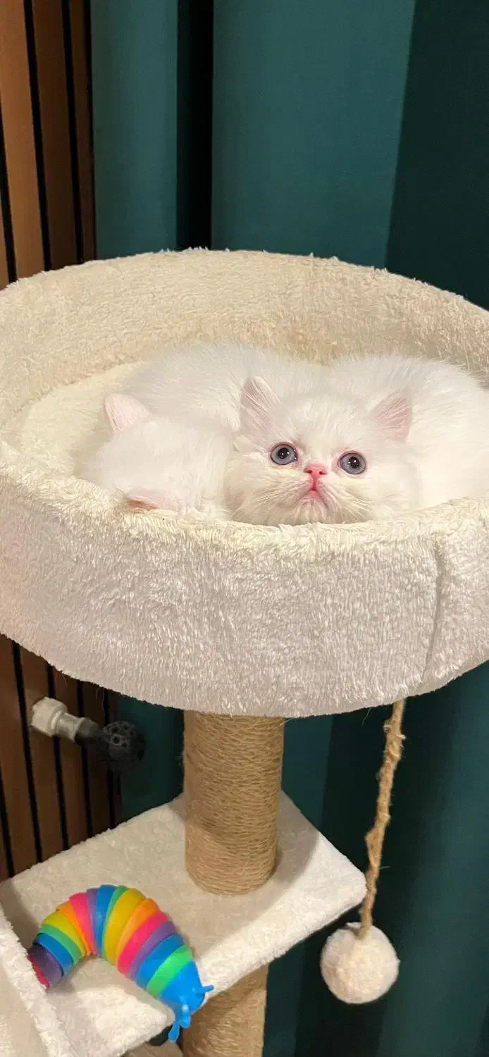 پرشین ماده آماده تحویل|گربه|چالوس, |دیوار