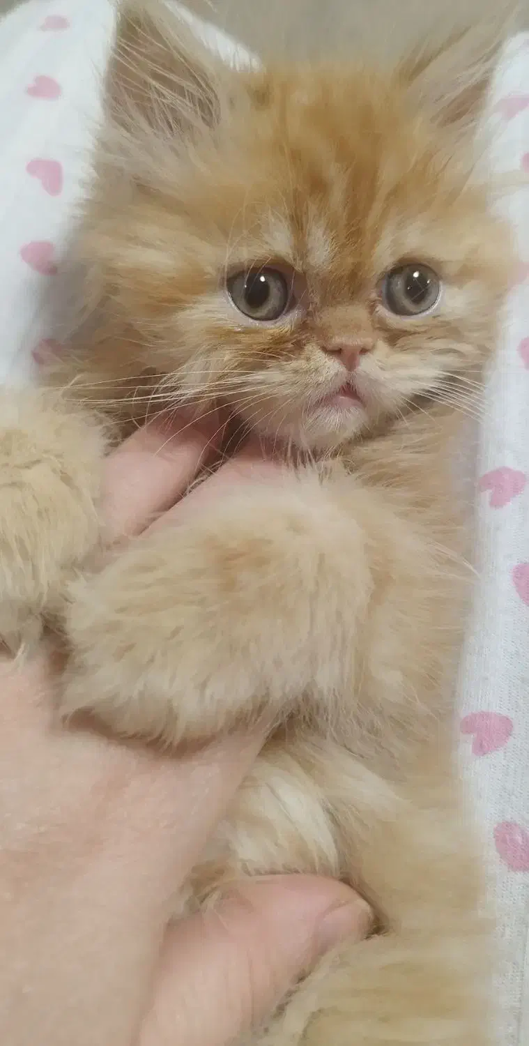 گربه بریتیش|گربه|تهران, گلستان (شهرک راه آهن)|دیوار