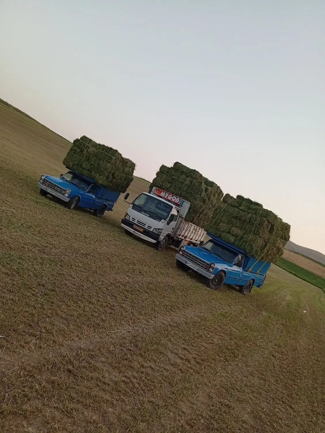 یونجه خرد شده پر برگ|لوازم جانبی حیوانات|تهران, یافت‌آباد|دیوار