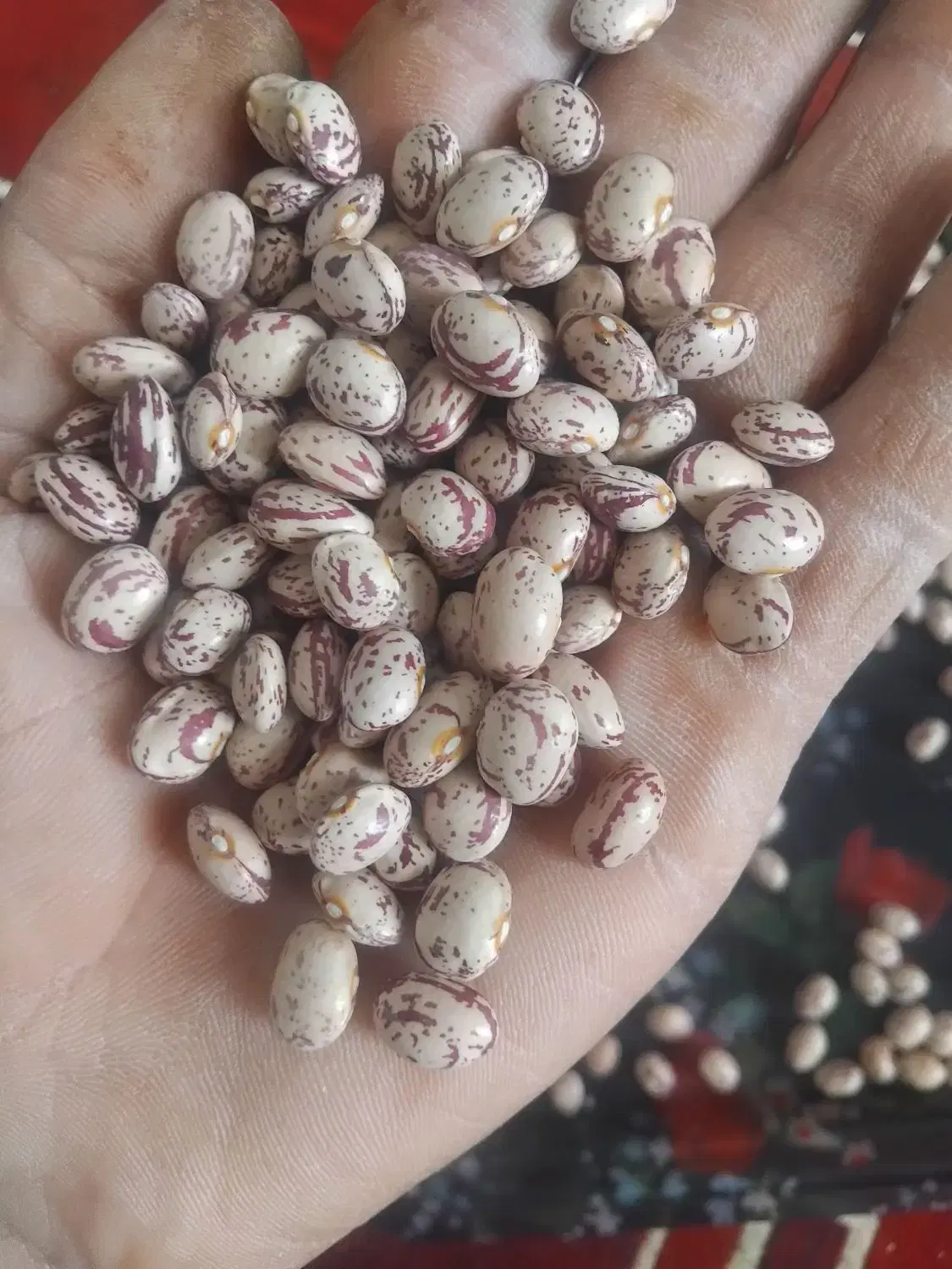 لوبیا چیتی|خوردنی و آشامیدنی|حسن آباد, |دیوار