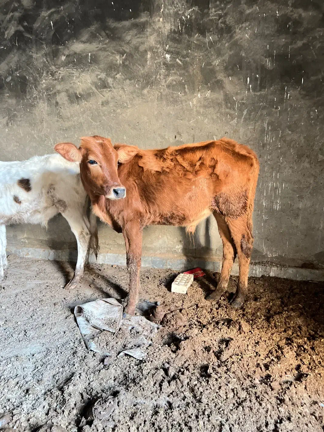 گوساله نر|حیوانات مزرعه|کرخه, |دیوار