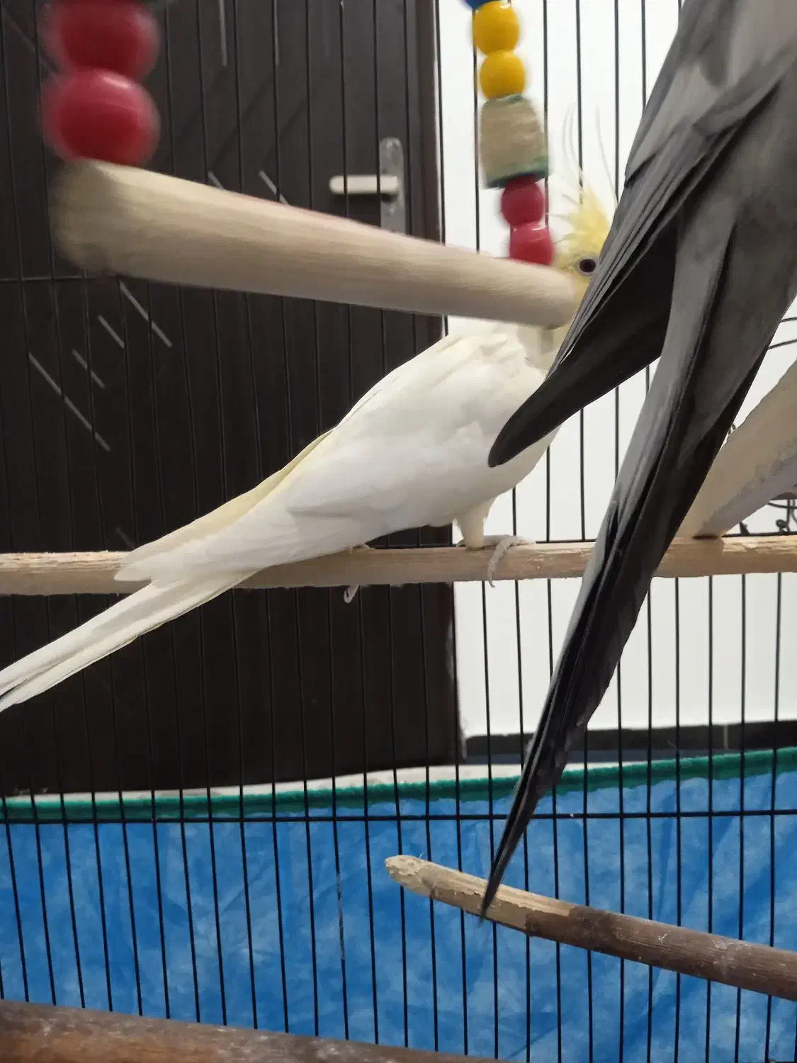 عروس هلندی|پرنده|سنندج, |دیوار